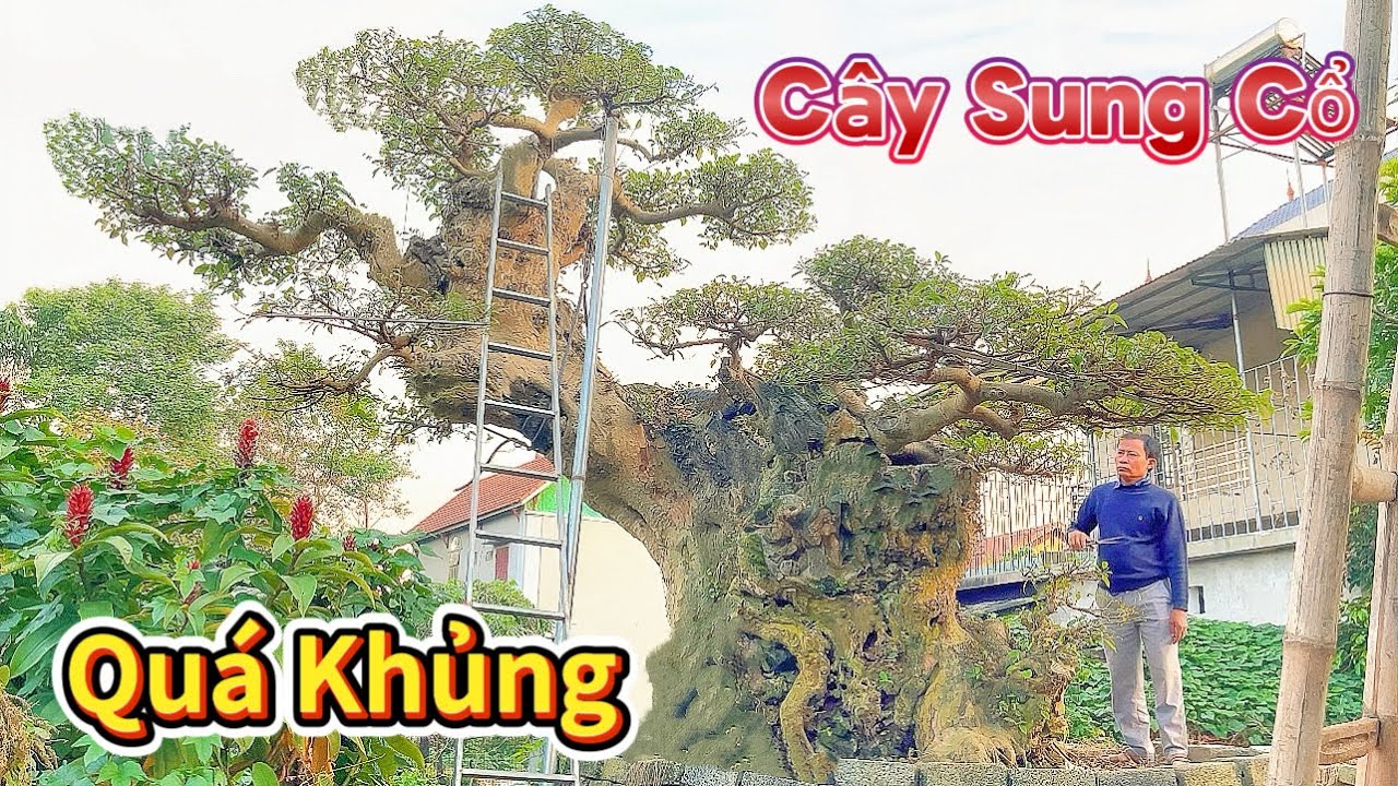Ngắm cây sung cổ QUÁ KHỦNG phom dáng rất giống bản đồ Việt Nam của NV VŨ TRỌNG. Sơn Đông - Phú Thọ 