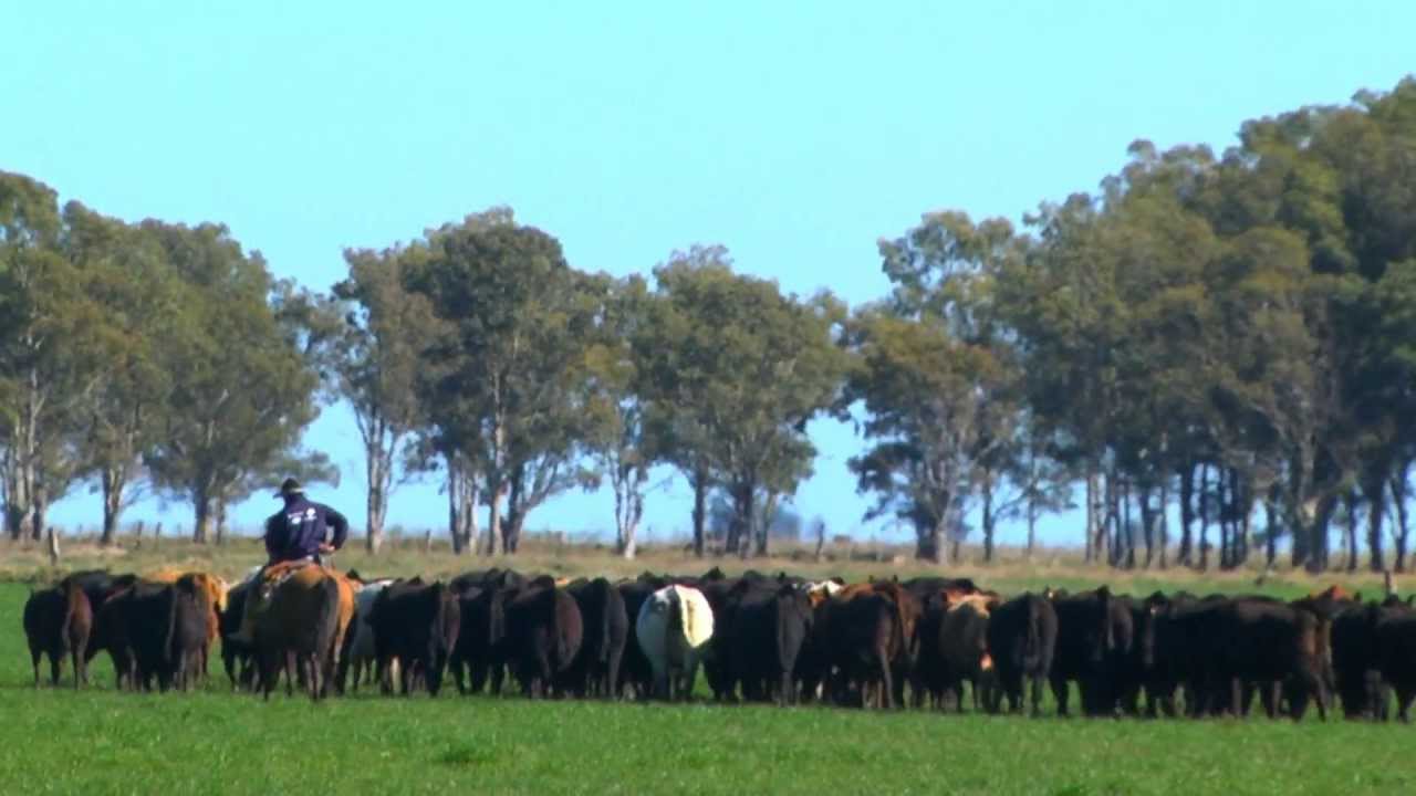FAZENDA GRANJA QUATRO IRMÃOS - RIO GRANDE RS