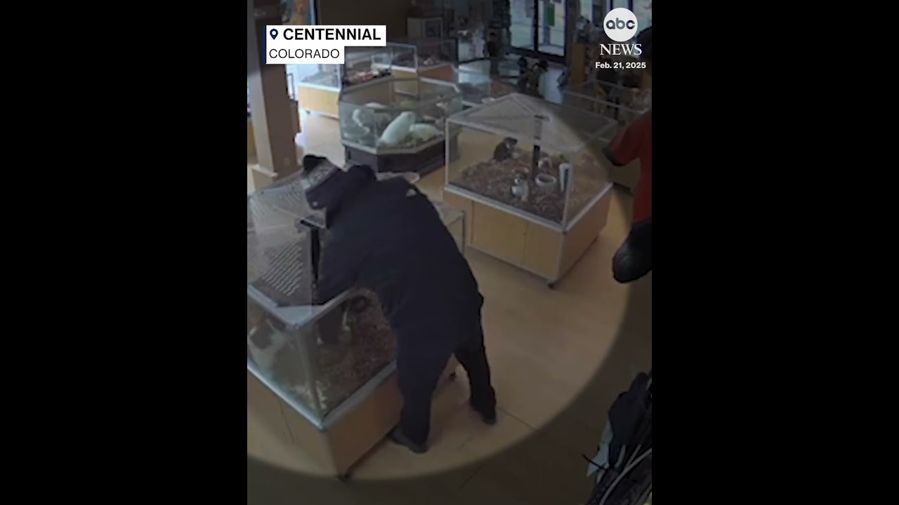 Thieves fake seizure to steal puppies from Colorado pet store