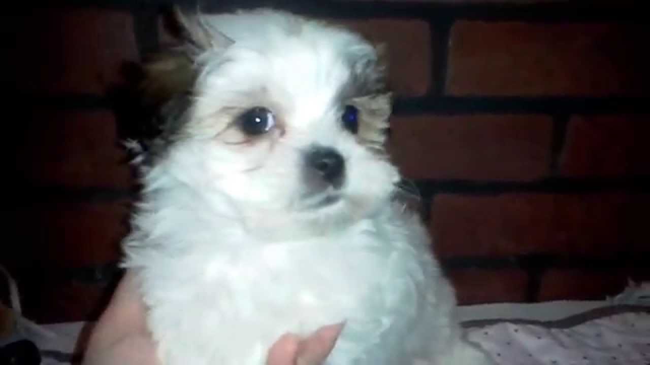 MorningHawks Malti-Tzu babies MALE #1 