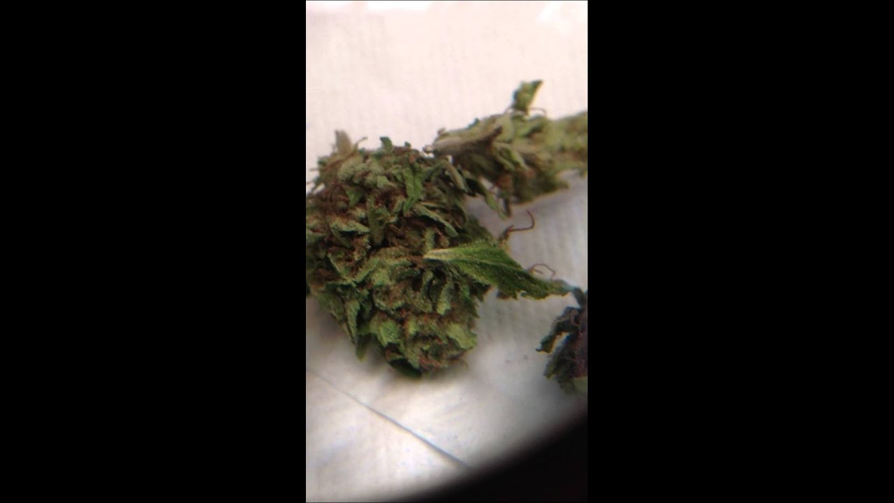 Sour Apple