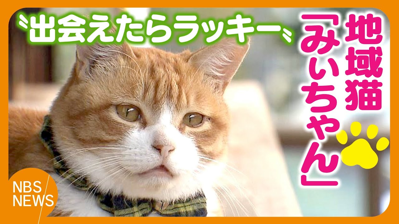 地域猫の「みぃちゃん」　バス営業所の窓口がお気に入り