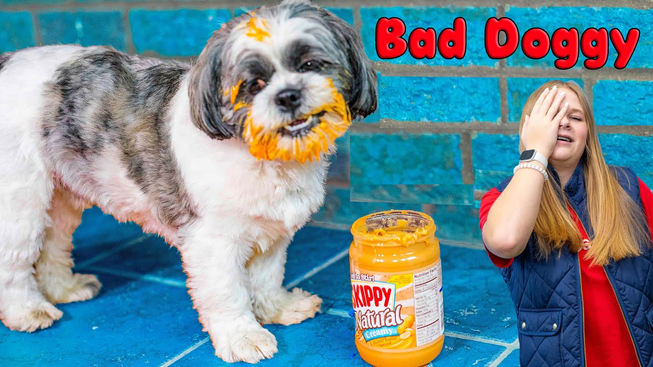 Assistant Babysits Bad Doggy Wiggles and is Helped by Paw Patrol