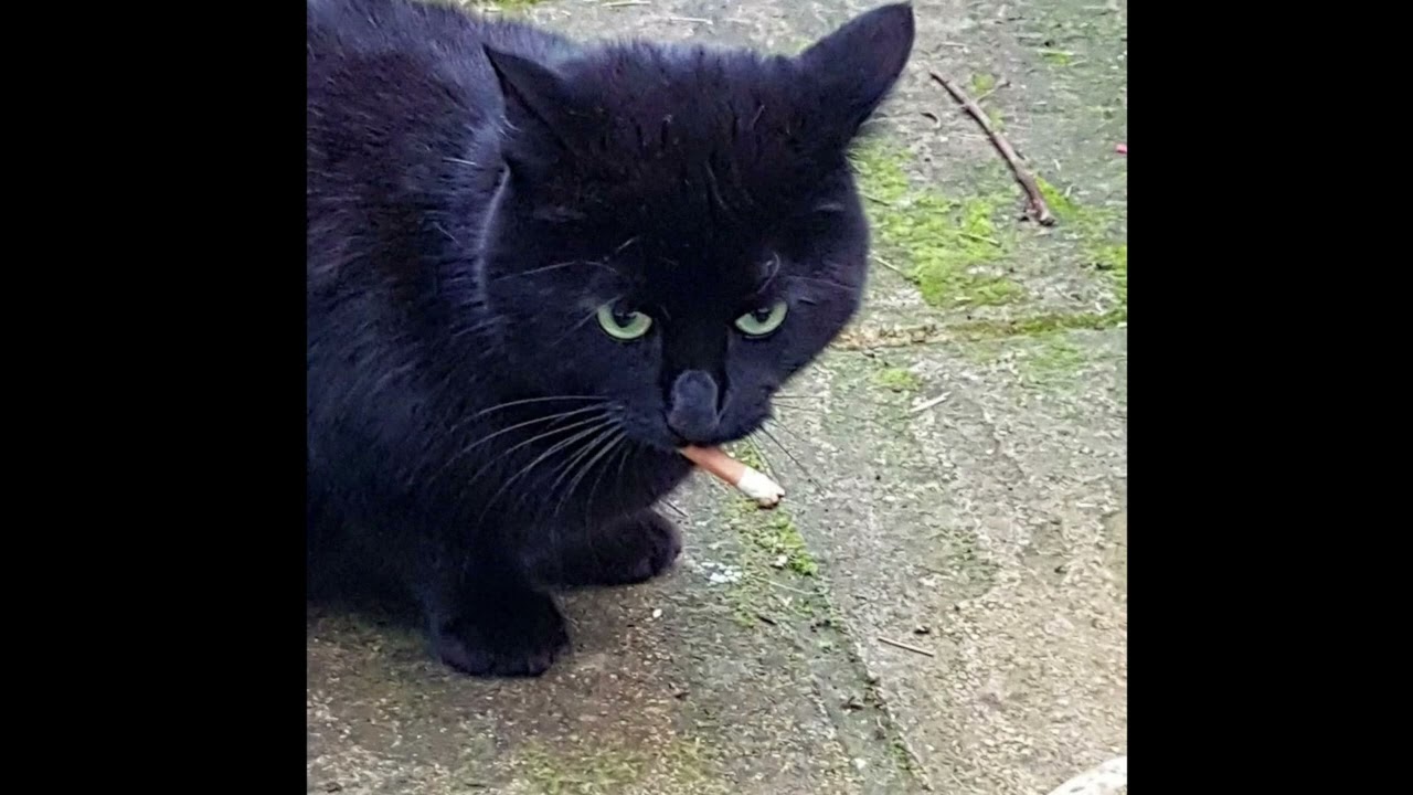 (FREE FOR PROFIT) 90s Boom Bap Chill Jazz x LoFi Type Beat - 