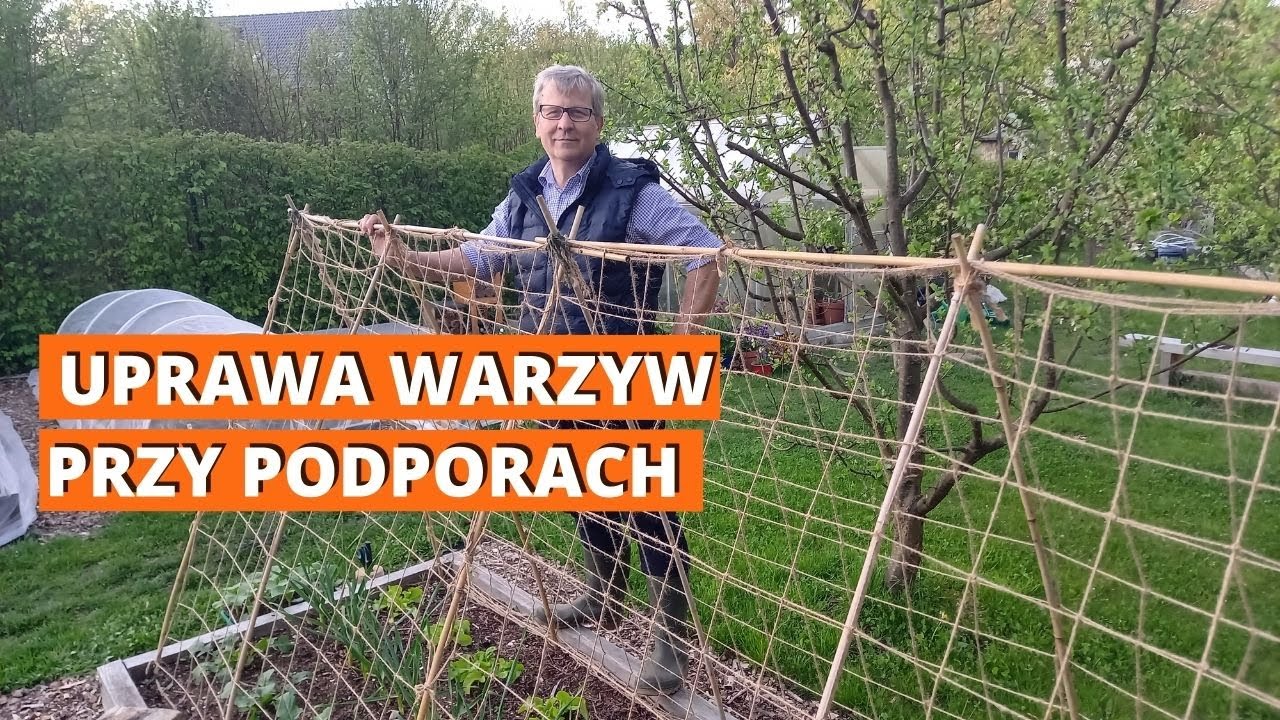 Jak uprawiać warzywa przy podporach? Ogórki, dynie i fasola tyczna w uprawie pionowej