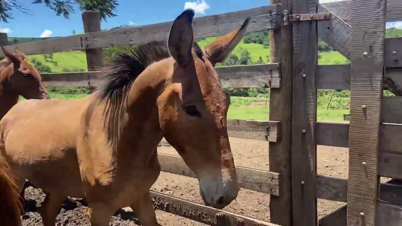 “Vejam como é Bruto o Burrão Fidalgo”