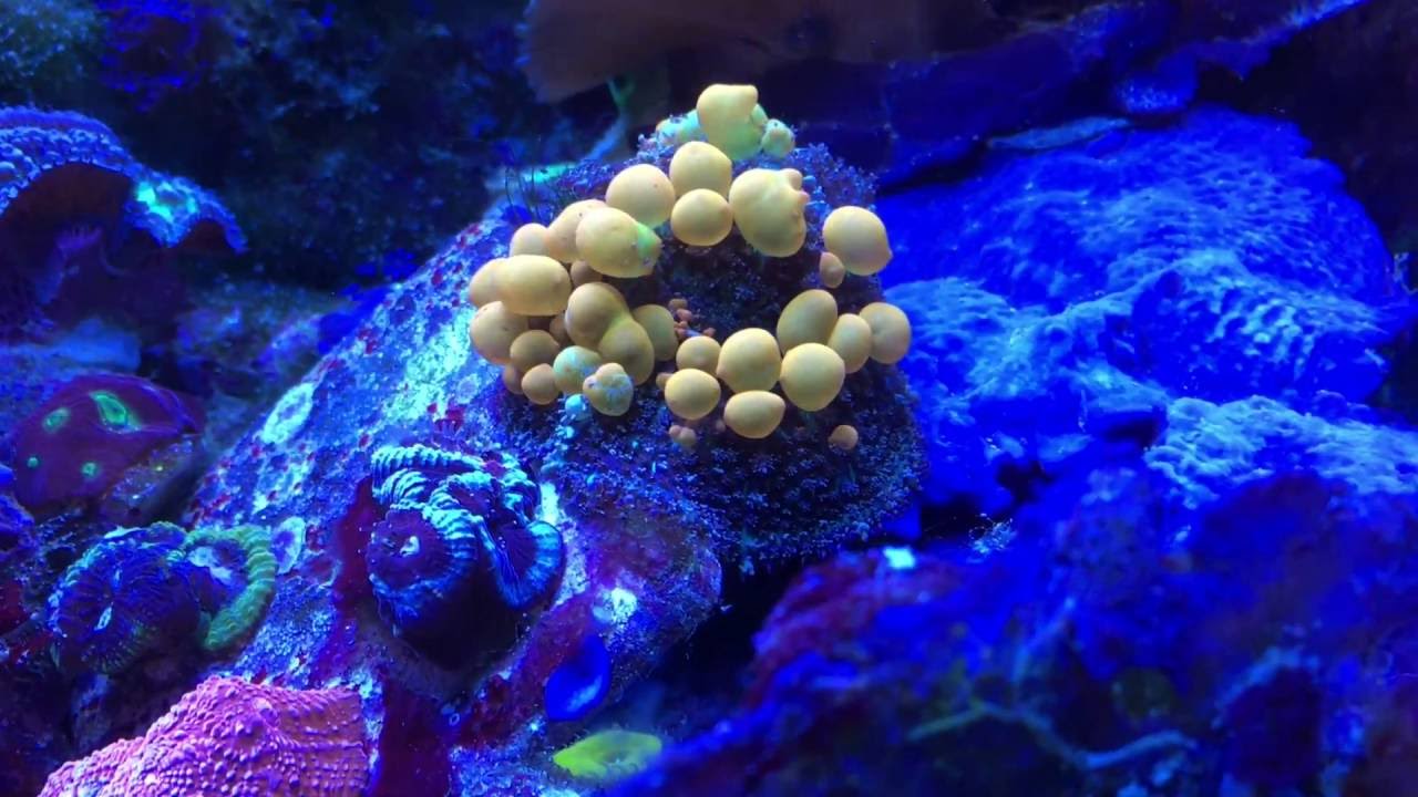 Bounce Mushroom Coral Feels The Bern!  Hardiest Mushroom For Your Reef Tank!