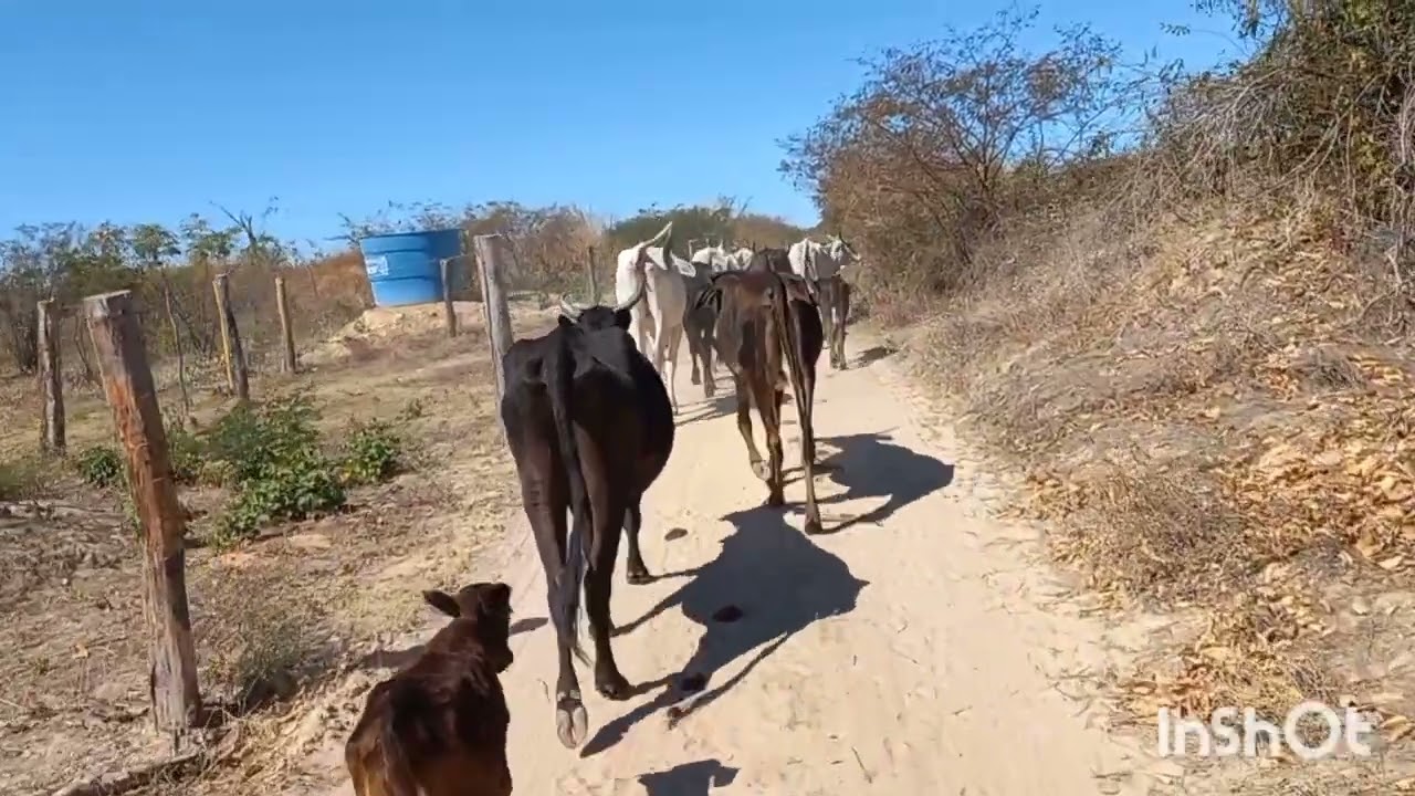 LEVANDO O GADO DO MEU IRMÃO PARA BEBER NO TANQUE!!!