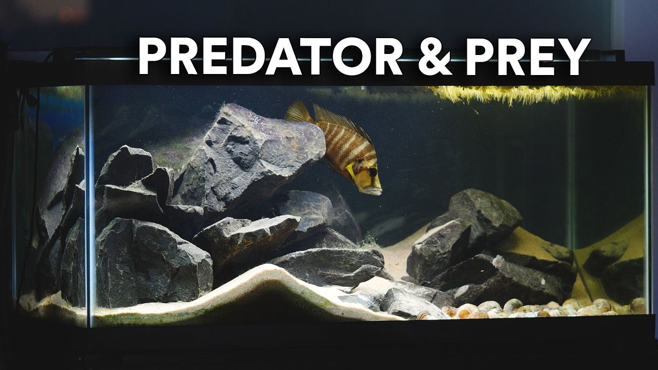 Simulating a Food Chain in an Aquarium for 1 Year