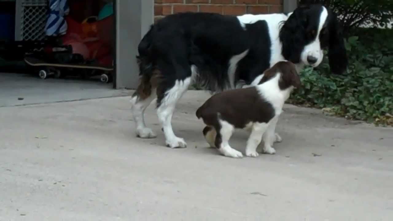 Springer Spaniel Puppy Lily - First Day Home