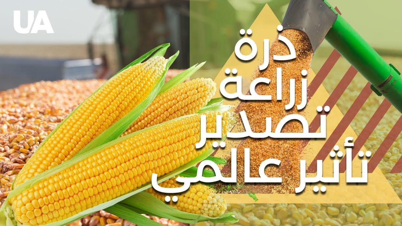 قصة الذرة في أوكرانيا: زراعة، تصدير، وأطباق شعبية مذهلة