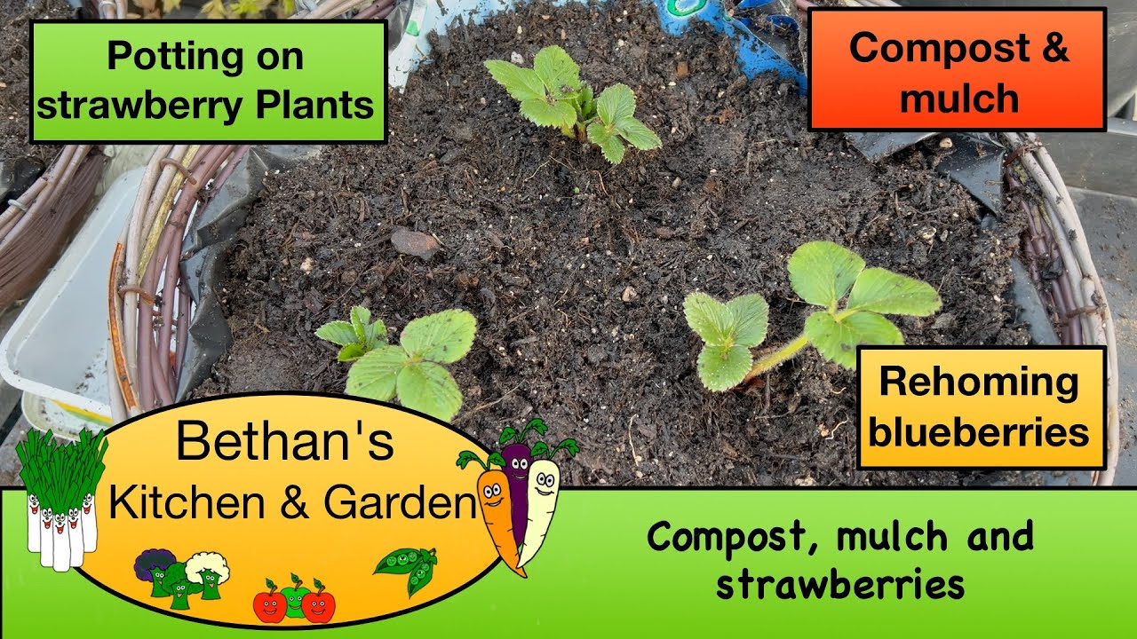 Compost, mulch and strawberries
