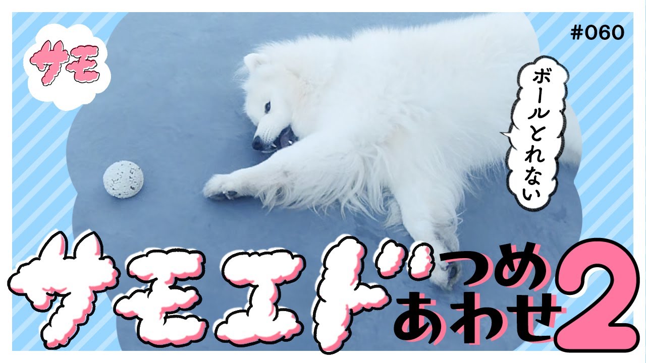 【サモエドともちゃもちゃする朝】ソランを撫でたり遊んだりする動画！ #060