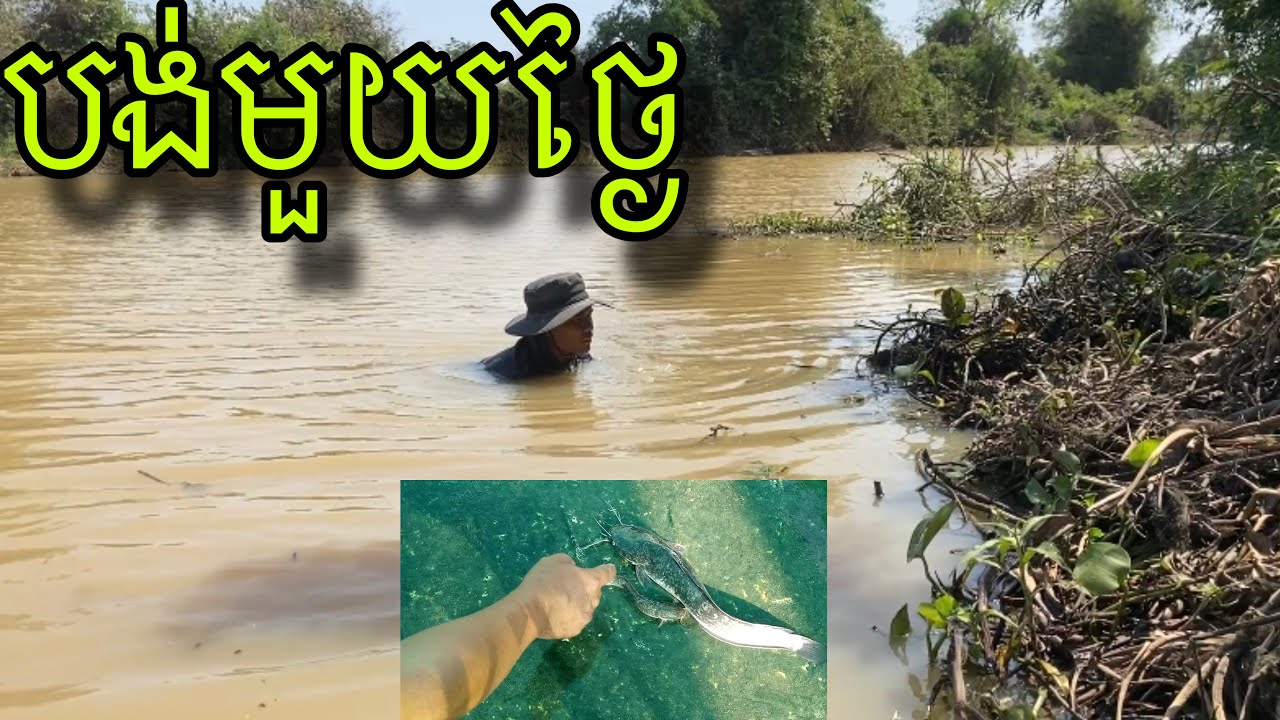 2 Fishs បានត្រីអណ្តែងពីរក្បាល