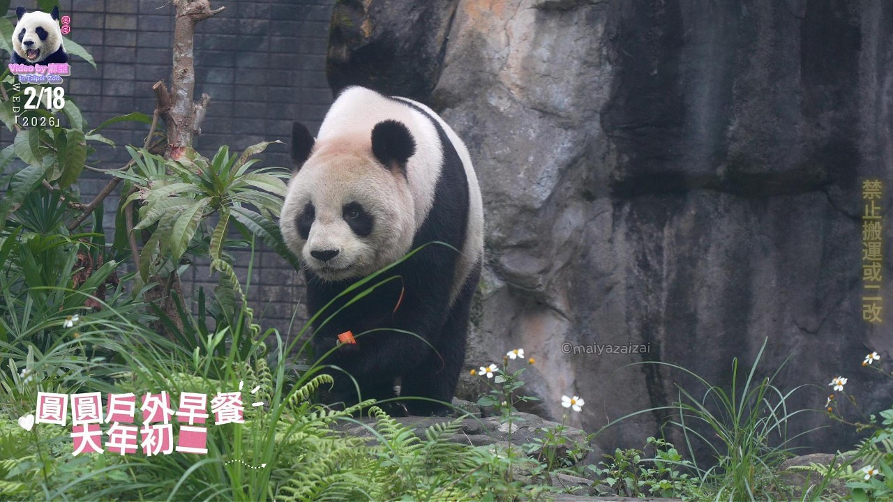 20260218 大年初二圓圓戶外早餐，眼睛圓亮亮炯炯有神 The Giant Panda Yuan Yuan
