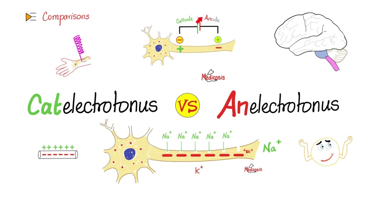 Catelectrotonus vs. Anelectrotonus - Comparison - Nerve Physiology Series - Physiology Playlist