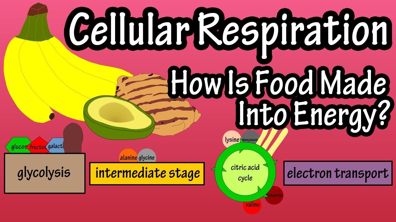What Is Cellular Respiration - How Do Cells Obtain Energy - Energy Production In The Body