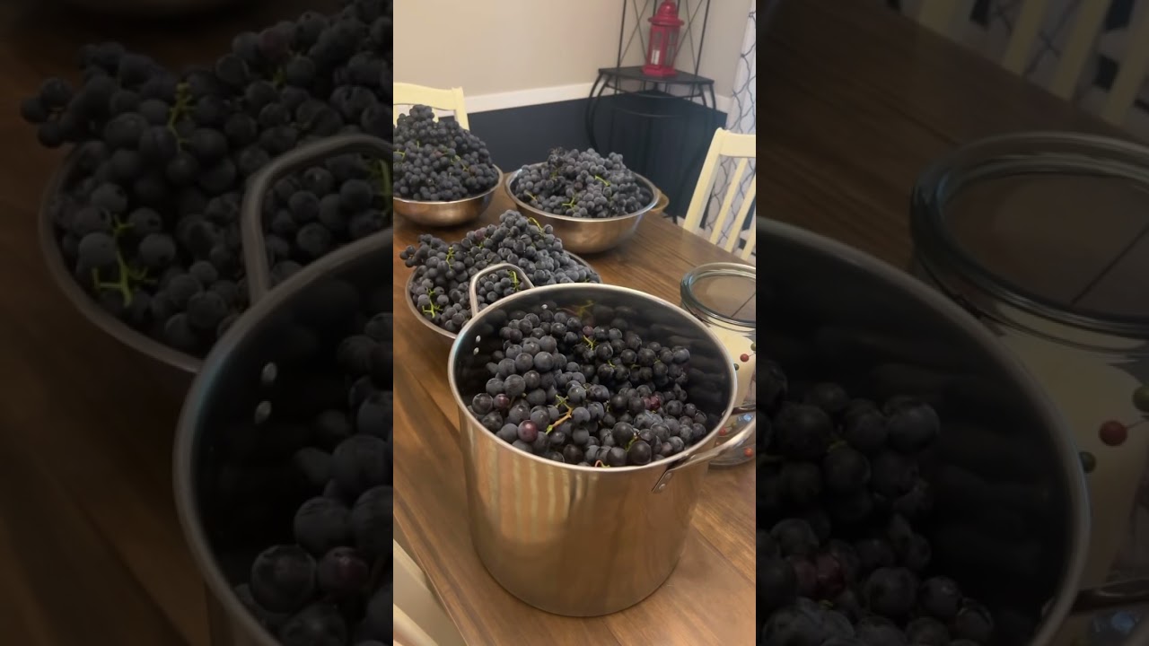 Grape season is here!! 149lbs of grapes. Making Concord grape juice again this year.