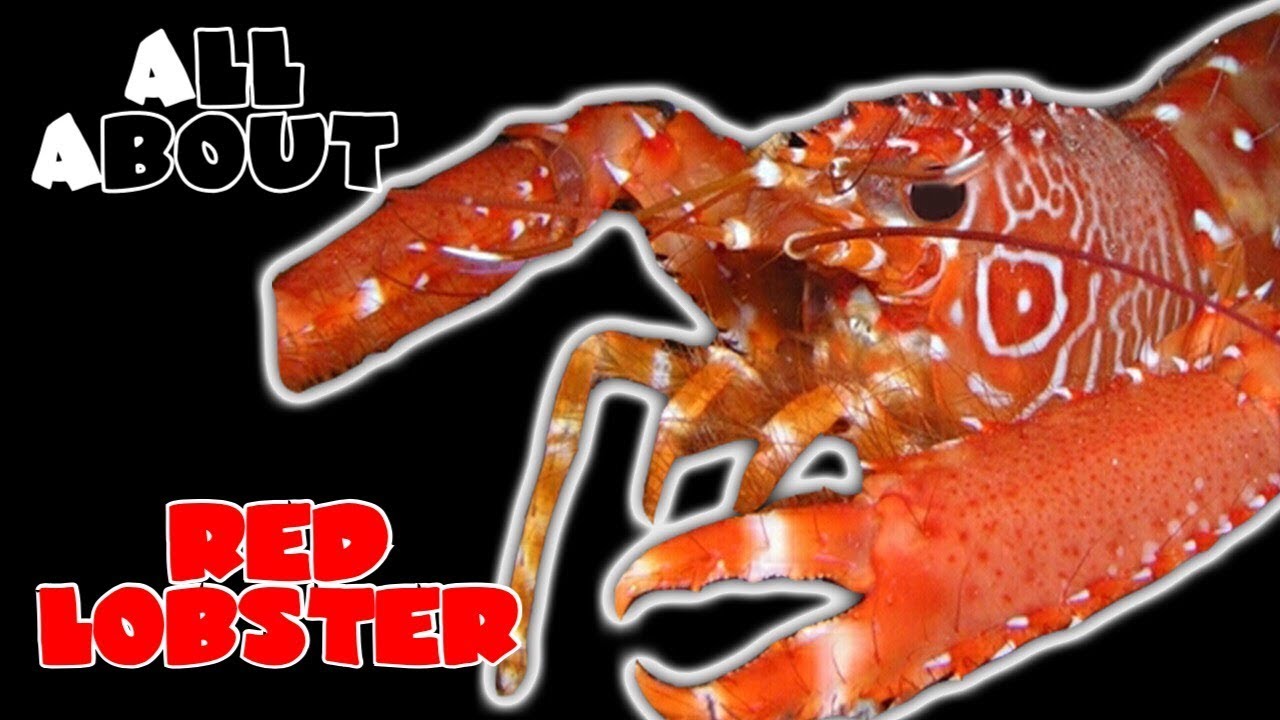 All About The Hawaiian Red Reef Lobster