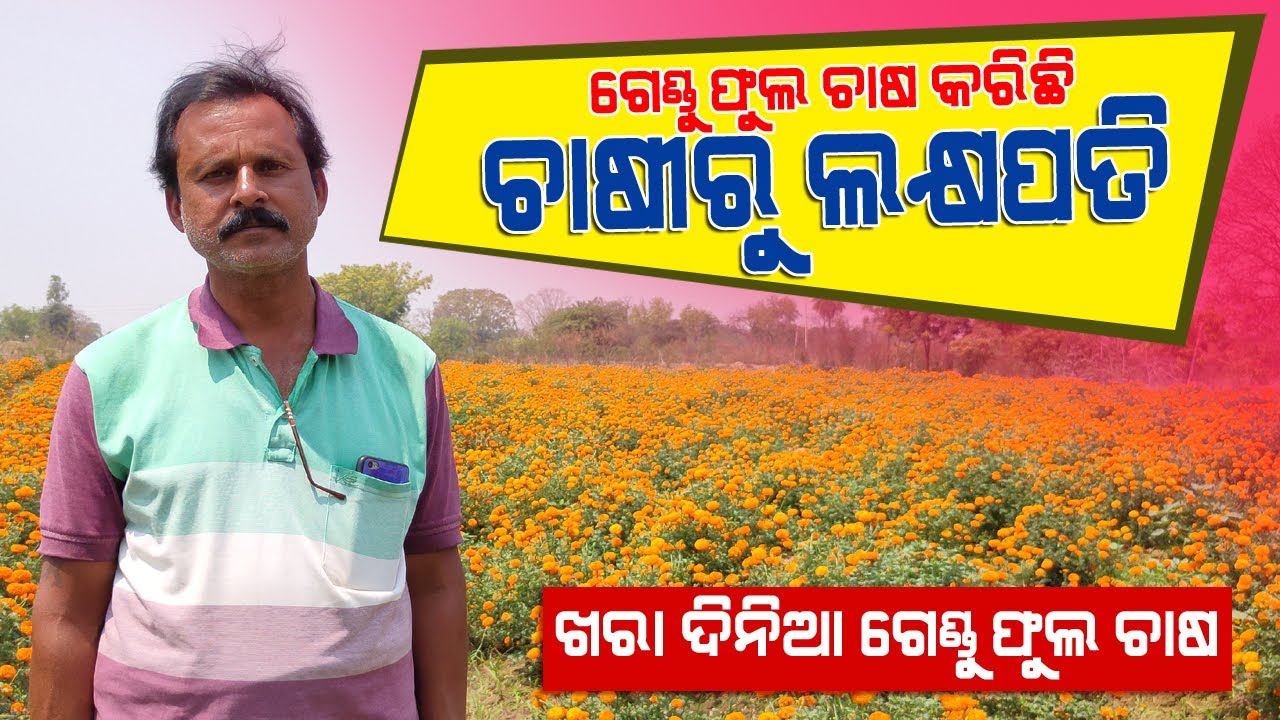 ଗେଣ୍ଡୁ ଫୁଲ ଚାଷରୁ ଲକ୍ଷାଧିକ ଆୟ || ପଶ୍ଚିମ ଓଡ଼ିଶାର ବରଗଡ଼ ଜିଲ୍ଲାର ଜଣେ ଚାଷୀ || Marigold Farming in Odisha.