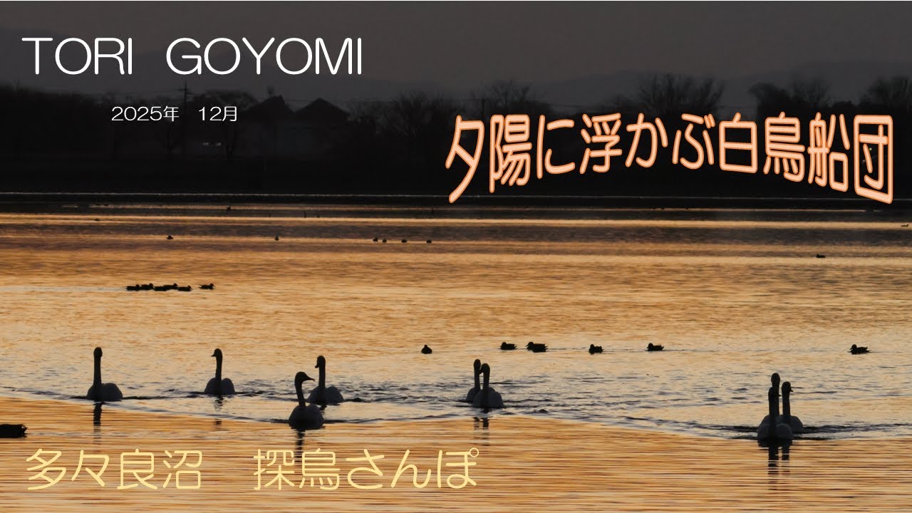 鳥ごよみ　多々良沼2025年12月 探鳥さんぽ