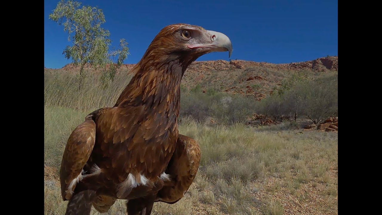 Wedge-tailed Eagle-cam Alice Springs Desert Park
