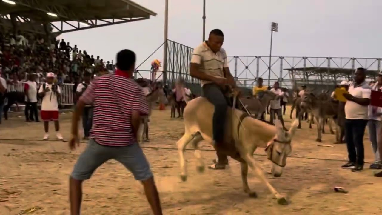 Festival del burro en San Antero