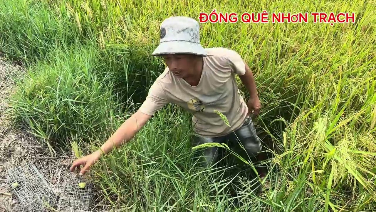 Bẫy chuột mùa lúa chín #đồngquê #food 