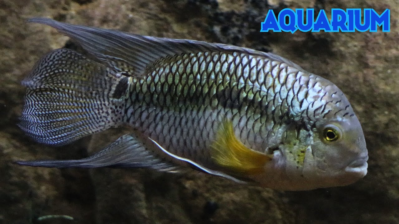 Chanchita 4K (Cichlasoma dimerus)