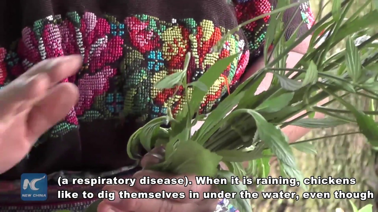 OAS family agriculture plan revives Mayan medicine