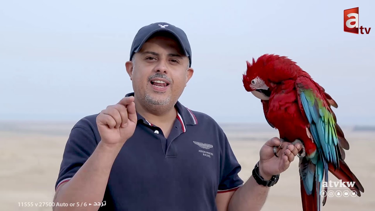 اسس طائر المكاو صح واستمتع بالطيران الحر مع د. طالب الشريف
