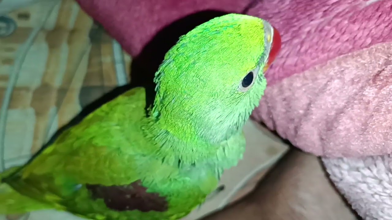 मिठु को भूख लगी है नास्ता मांग रहा है😍 🦜❤ || Love You Leo || #loveyouleo #parrot #talkingparot 2026