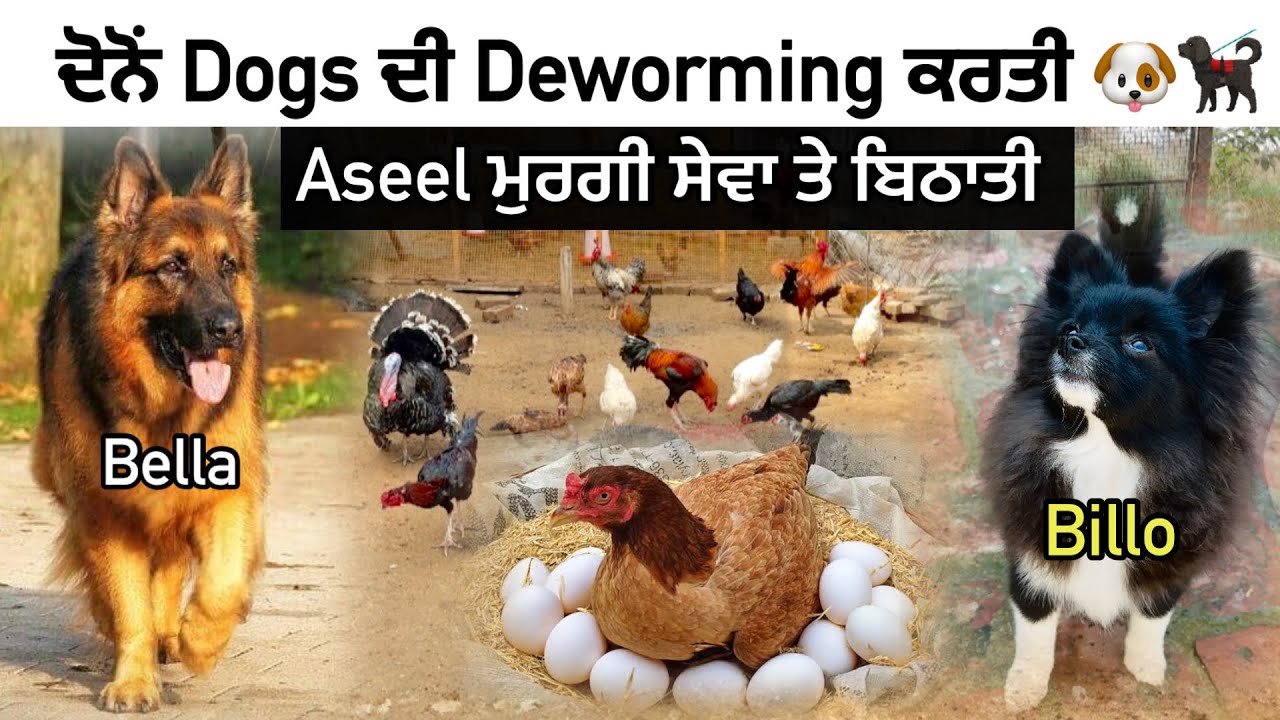 Aseel ਮੁਰਗੀ ਸੇਵਾ ਤੇ ਬਿਠਾਤੀ 🐣|| ਬੈਲਾਂ ਤੇ ਬਿੱਲੋ ਦੀ Deworming ਕਰਤੀ  | ਘੁੱਗੀਆਂ Shift ਕਰਤੀਆਂ | 