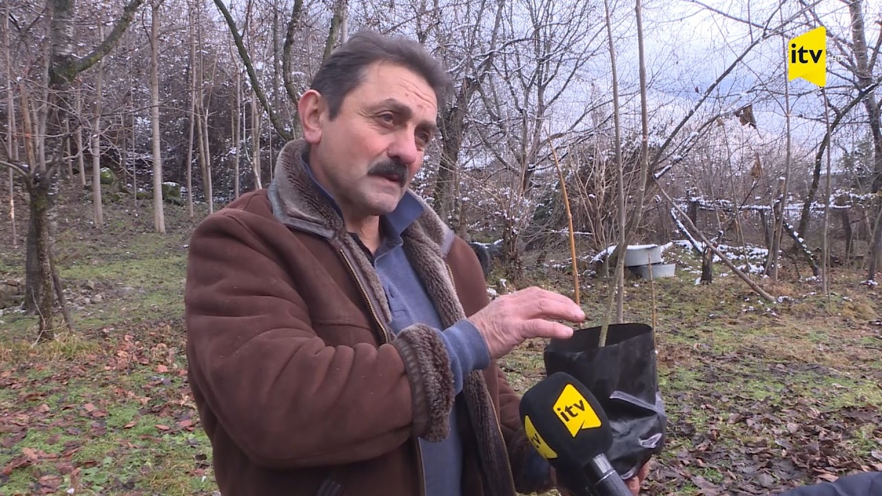 Pavloniya ağacı haqqında bilmədiklərimiz