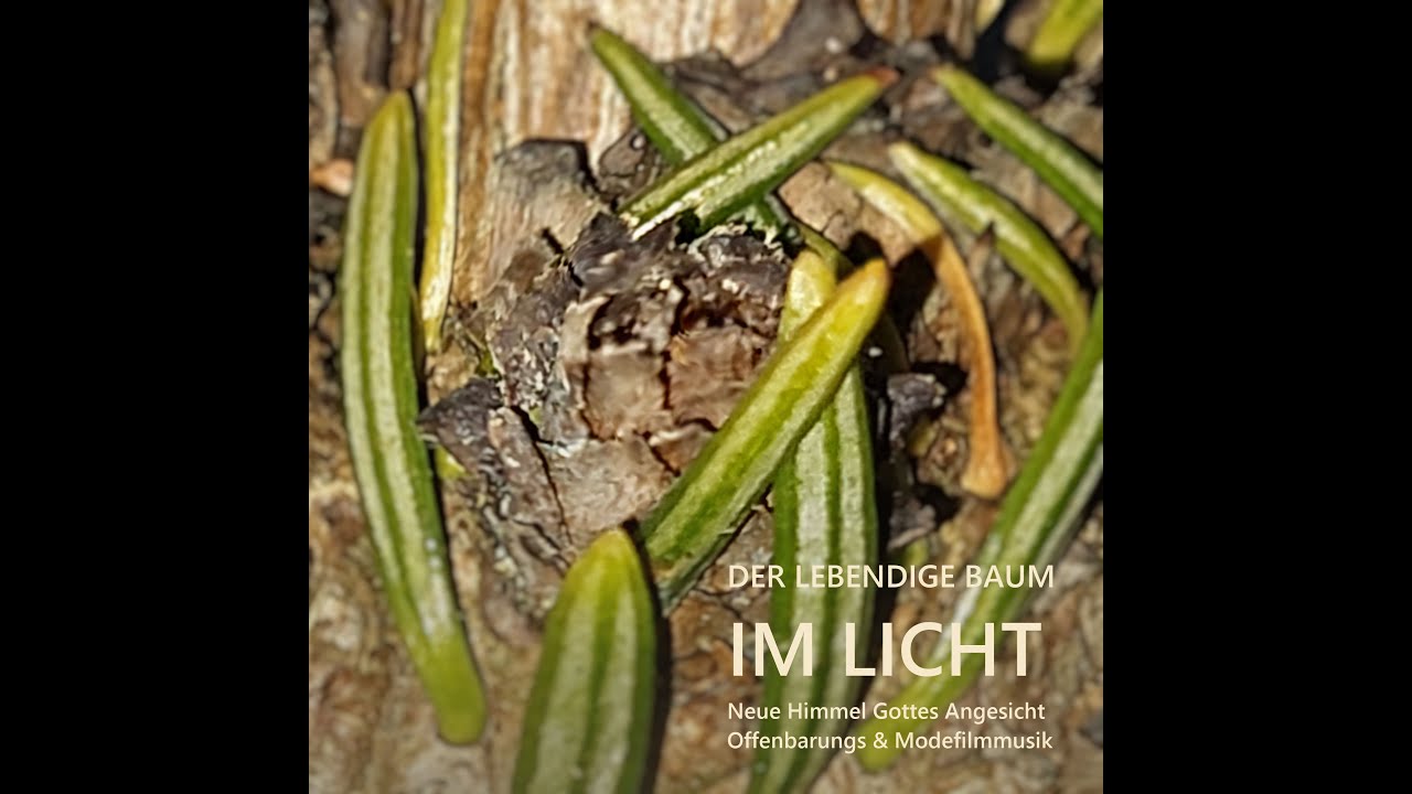 Lebensgeschenk Wurzelpatenschaft - ein Baum w&auml;chst f&uuml;r dich-der Lebendige Baum im Licht YHWH