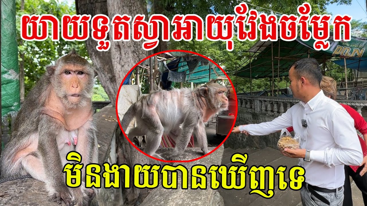 យាយទួតស្វាអាយុវែងជាងគេ មានតែមួយគ្មានពីរ មិនងាយបានឃើញទេ
