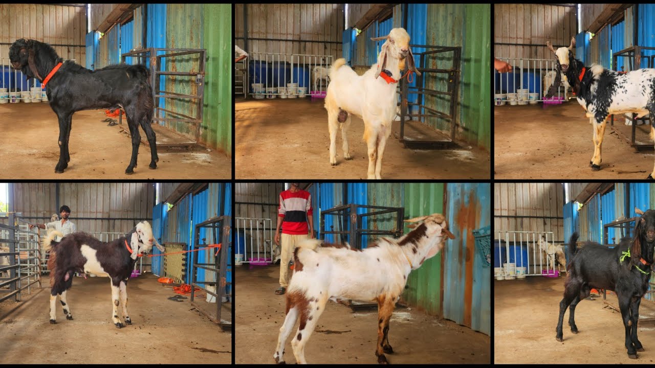 Aagay Phir Se Agwan Goat Farm Andul Bakro Ka Jabardast Collection Leke With Open Rate BhiwandiPadgha