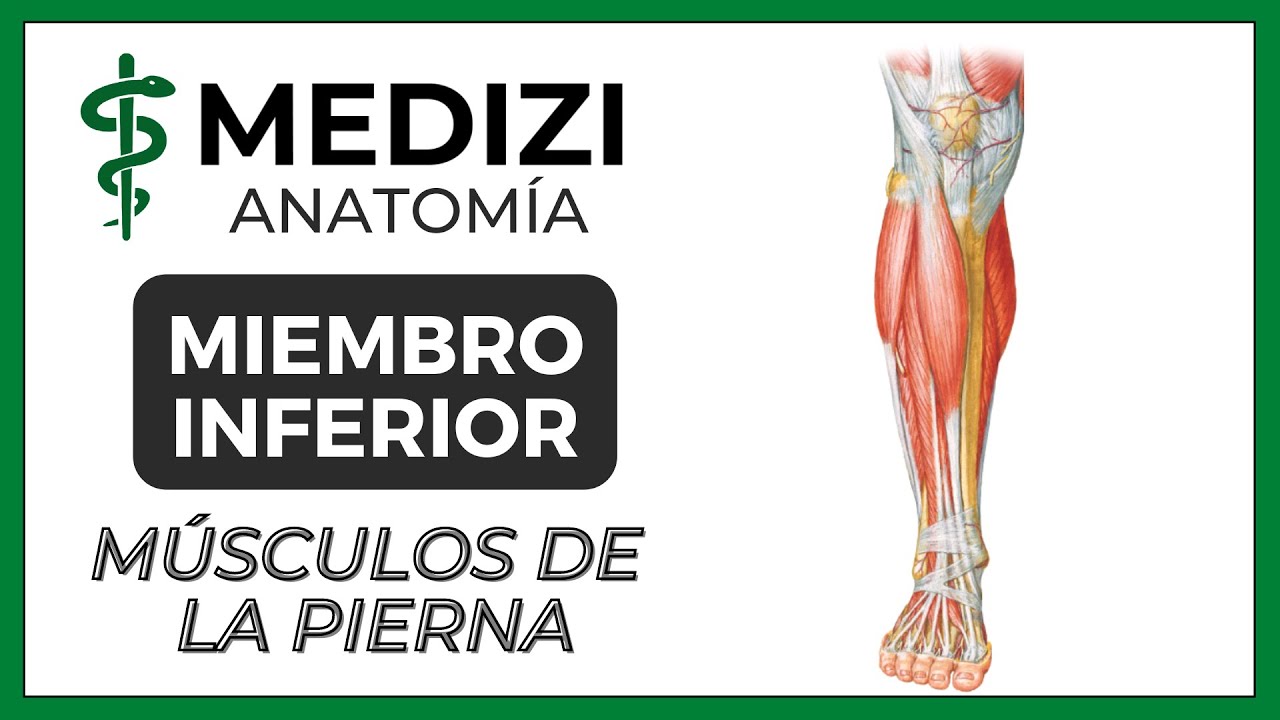 Anatomía de Miembro Inferior (MMII) - Músculos de la Pierna