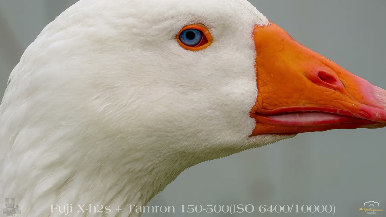 Fuji x h2s + tamron 150 500 (ISO6400 - 10000)