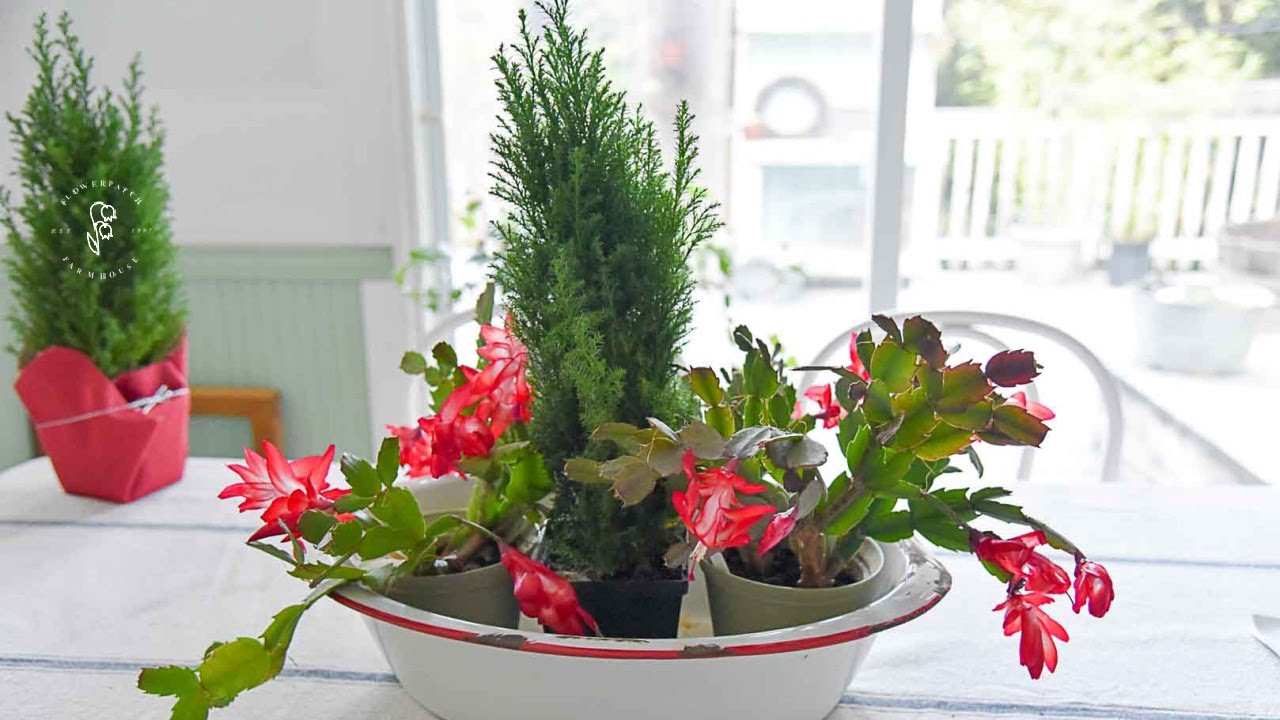Pruning Christmas Cactus and Forcing a Rebloom!