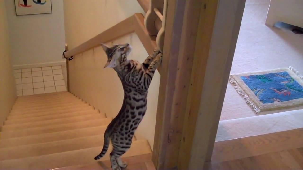 Ocicats exploring
