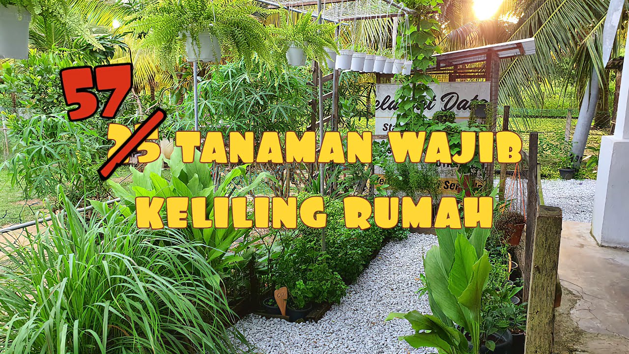 ✅️ 57 TANAMAN CANTIK DAN BERMANFAAT HARUS DITANAM AGAR SEGAR DAN SIHAT KELILING RUMAH ANDA