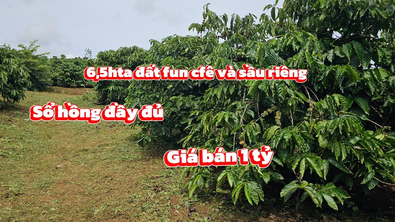 6,5hta đất fun cfê và sầu riêng /Giá bán 1 tỷ 1hta
