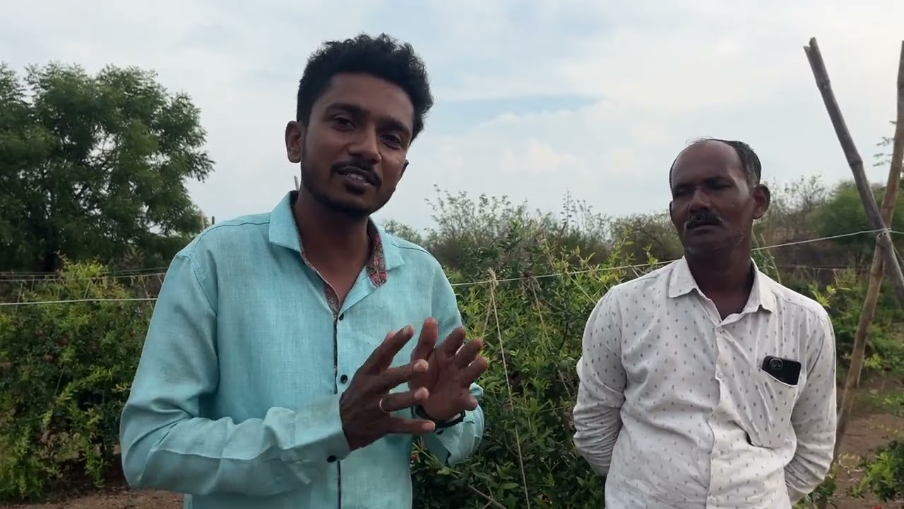 SCTवैदिक डाळिंब कांडोकांडी सेटिंग, सोलापूरचे पाहुणे पुण्याचे डाळिंब बघून खुश, 2बोटाएवढे पानांची साईझ