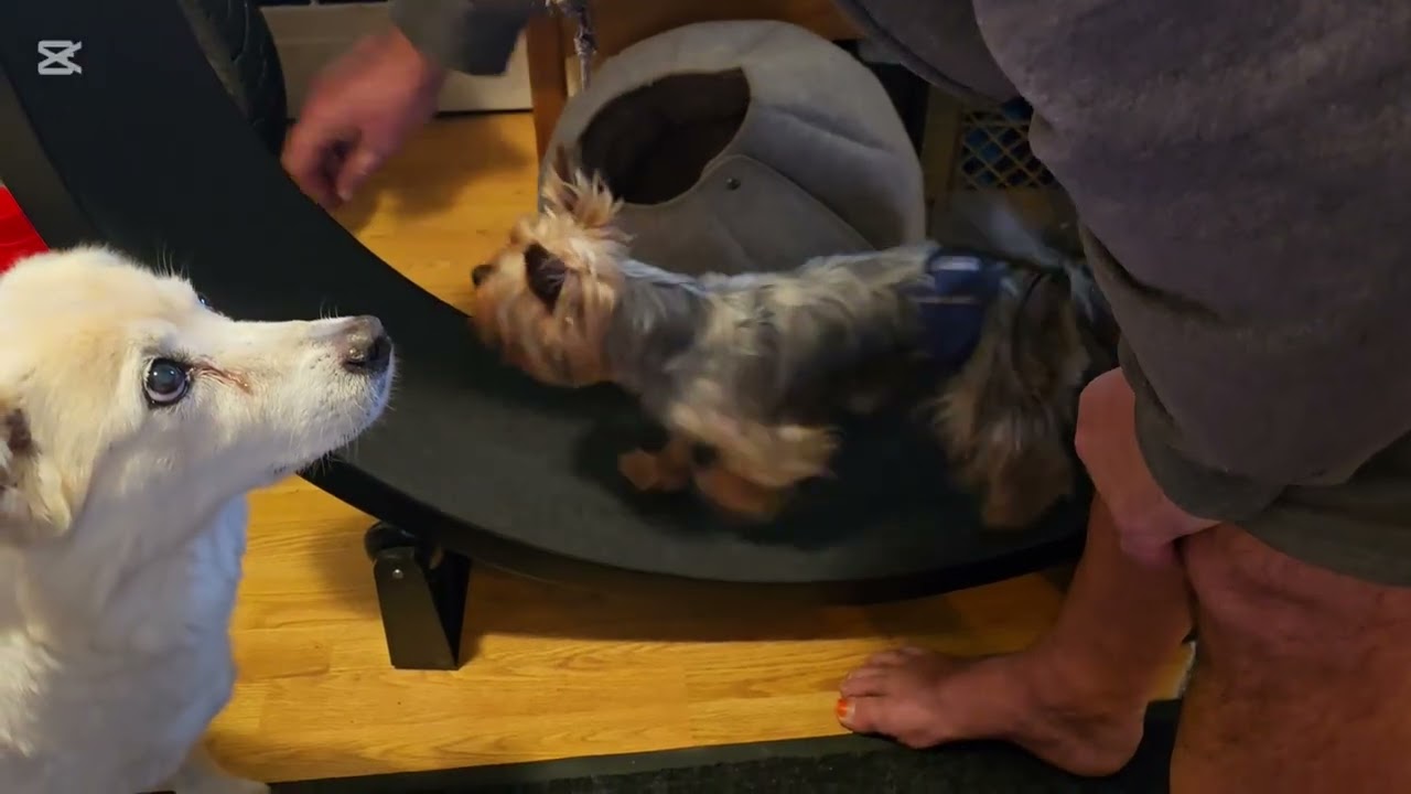 Yorkie on a cat wheel!