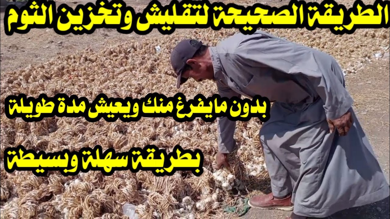 الطريقة الصحيحة! لتخزين محصول الثوم؛ بدون مايفرغ منك؛ بطريقة سهلة وبسيطة