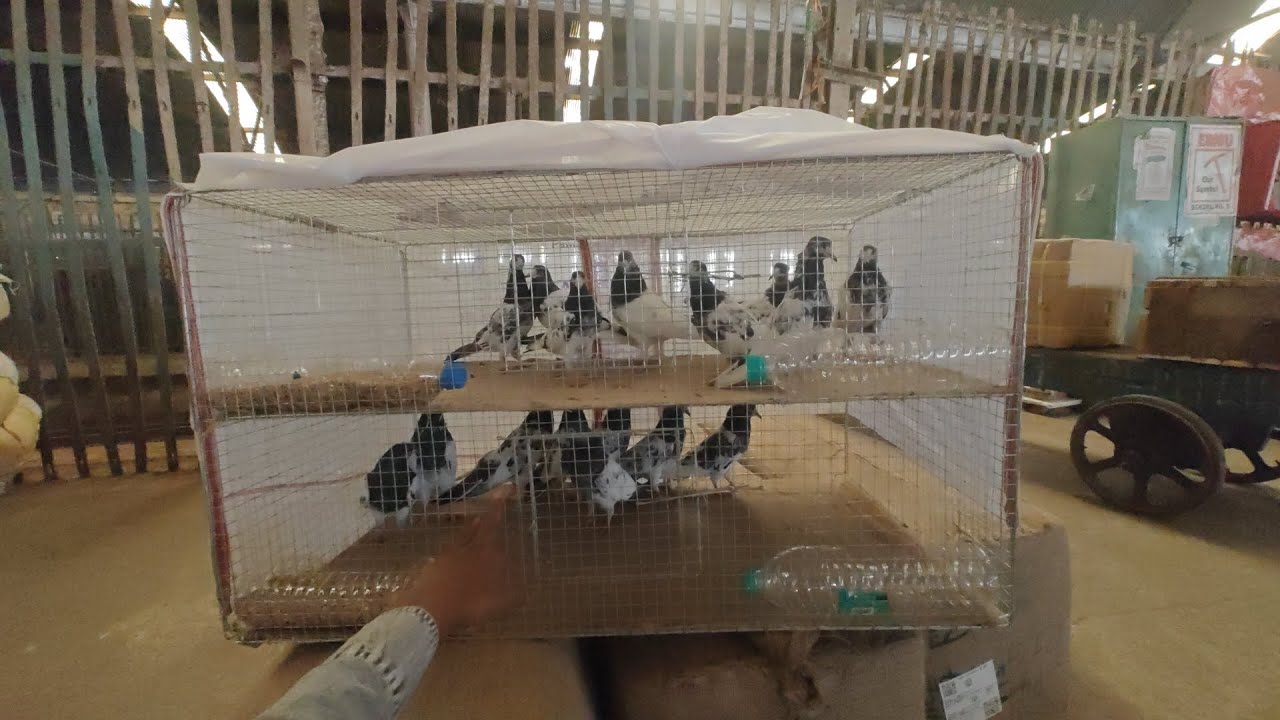 All types pigeon available.And  all over India delivery possible.