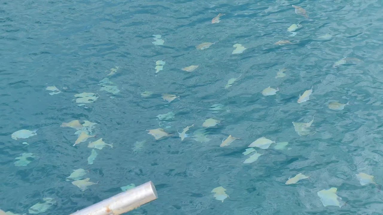 Musim ikan bilis payoh ikan bawal hitam pula munculkan diri