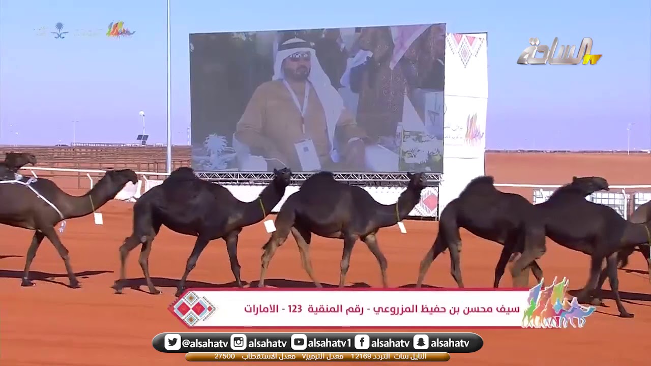 عروض فئة 20 نخبة النخبة للون المجاهيم بـ مزاين الإبل