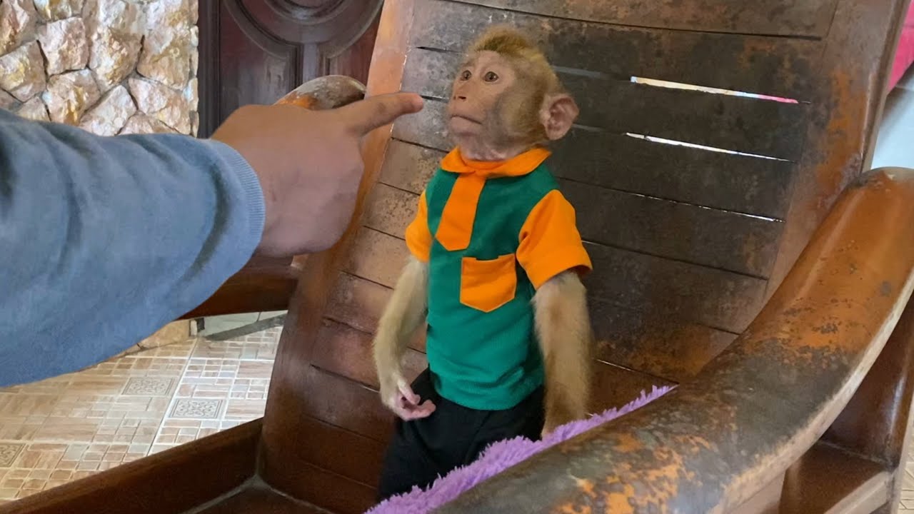 Наказание Monkey Alpha имеет обратный эффект! Он отказывается прощать Big D! 😭